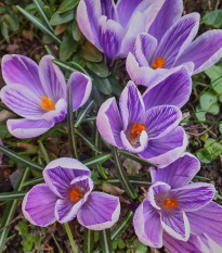 Krókus King of striped - Crocus - cibuľoviny - 3 ks