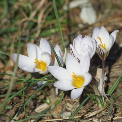 Krókus Miss Vain - Crocus Biflorus - cibuľoviny - 3 ks