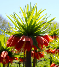 Korunkovka kráľovská červená - Fritillaria rubra - cibuľoviny - 1 ks