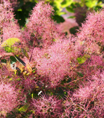 Škumpa vlasatá - Cotinus coggygria - semená - 7 ks