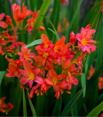 Montbrécia Emily Mckenzie - Crocosmia - cibuľoviny- 4 ks