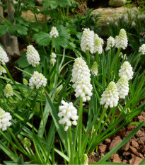 Modrica biela White Magic - Muscari aucheri - cibuľoviny - 5 ks