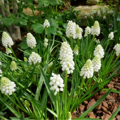 Modrica biela White Magic - Muscari aucheri - cibuľoviny - 5 ks