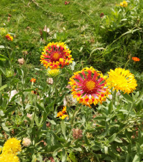 Kokarda jednoduchá Lorenziana zmes - Gaillardia pulchella - semená - 0,3 g