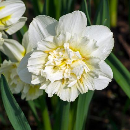 Narcis Ice king - Narcissus - cibuľoviny - 3 ks