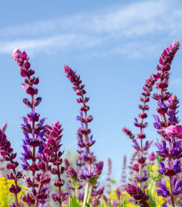 Šalvia žiarivá zmes - Salvia splendens - semená - 15 ks