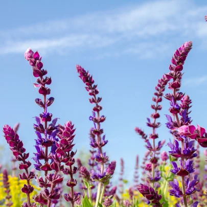 Šalvia žiarivá zmes - Salvia splendens - semená - 15 ks