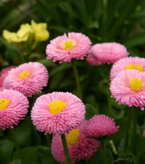 Sedmokráska pomponkovitá ružová - Bellis perennis - semená - 0,1 g