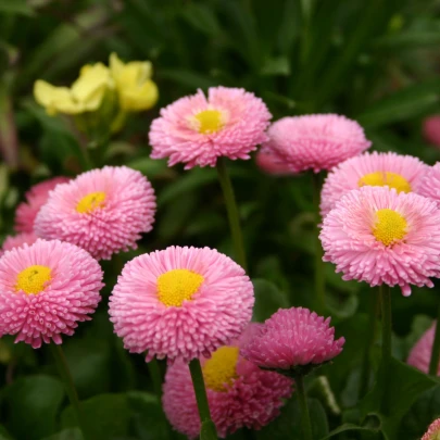 Sedmokráska pomponkovitá ružová - Bellis perennis - semená - 0,1 g