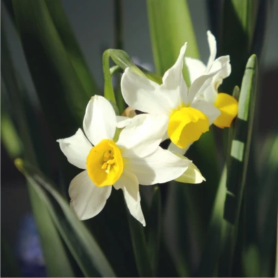 Narcis Canaliculatus - Narcissus - cibuľoviny - 3 ks