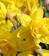 Narcis Golden Ducat - Narcissus - cibuľoviny - 3 ks