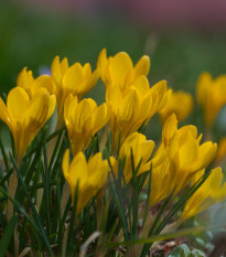 Krókus Romance - Crocus - cibuľoviny - 3 ks