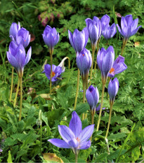 Krókus Speciosus - Crocus - cibuľoviny - 3 ks