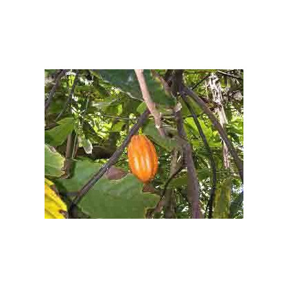 Kakaovník pravý - Theobroma cacao - semená - 5 ks