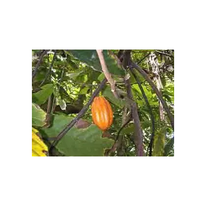 Kakaovník pravý - Theobroma cacao - semená - 5 ks