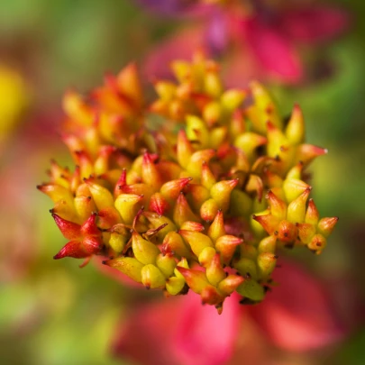 Rozchodnica ružová - Rhodiola rosea - semená rozchodnice - 8 ks