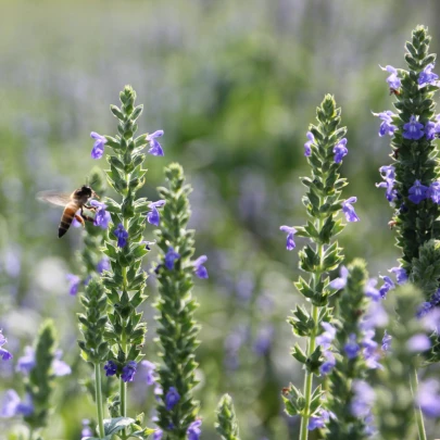 Chia semená - Salvia hispanica - semená - 10 ks