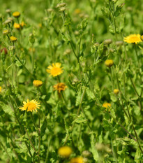 Blšník obyčajný - Pulicaria vulgaris - semená - 50 ks