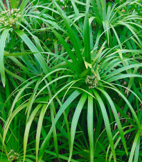 Šachor striedavolistý - Cyperus alternifolius - semená - 15 ks