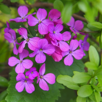 Mesačnica ročná fialová Honesty - Lunaria annua - semená - 50 ks