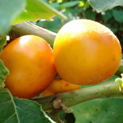 Solanum sessiliflorum - Solanum sessiliflorum - semená - 10 ks