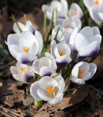 Krókus Prins Claus - Crocus - cibuľoviny - 3 ks