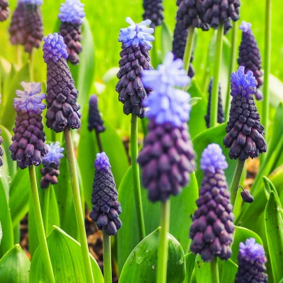 Modrica širokolistá - Muscari latifolium - cibuľoviny - 5 ks