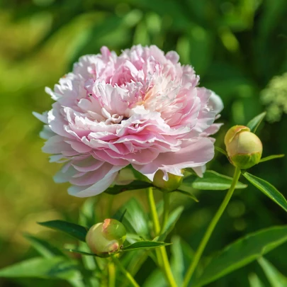 Pivónia Amabilis - Paeonia lactiflora - cibuľoviny - 1 ks