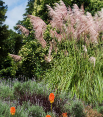 Pampová tráva ružová - Cortaderia selloana - semená - 10 ks