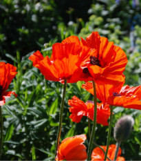 Mak východný Scharlach - Papaver orientale - semená - 400 ks