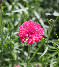 Nevädza Polka červená - Centaurea cyanus - semená - 100 ks