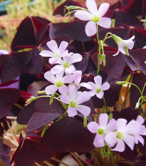 Šťaveľ trojhranný - Oxalis triangularis - cibuľoviny - 3 ks