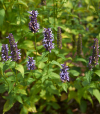 Agastache kórejská Seoul - Agastache rugosa - semená - 20 ks