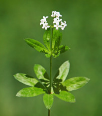 Marinka voňavá - Asperula odorata - semená - 6 ks