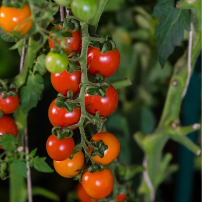 Paradajka Sweetie - Solanum lycopersicum - semená - 6 ks