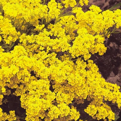 Tarica Gold dust - Alyssum saxatile - semená - 150 ks