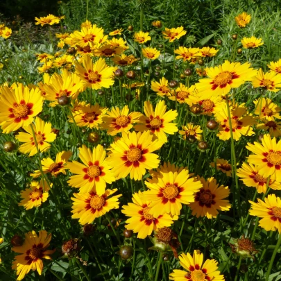 Krásnoočko dvojfarebné nízke - Coreopsis hybrida - semená - 50 ks