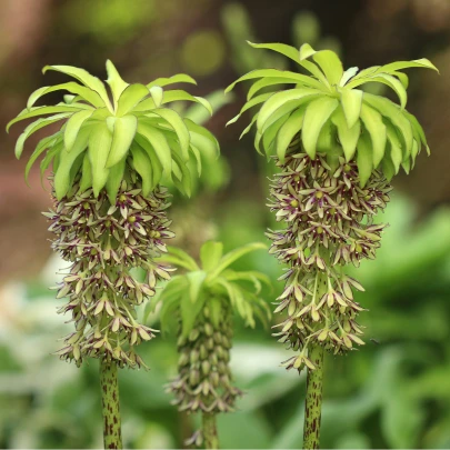 Chocholka - Eucomis bicolor - cibuľoviny - 1 ks