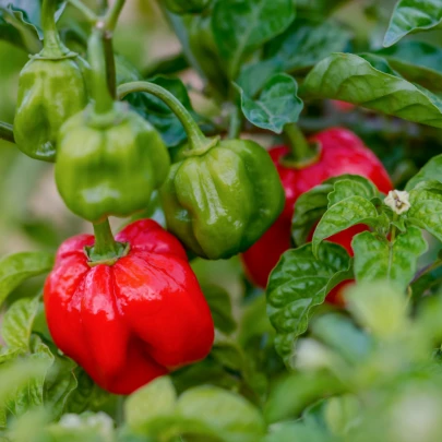 Chilli Scotch Bonnet červené - Capsicum chinense - semená - 6 ks