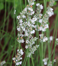 Levanduľa lekárska biela Ellegance Snow - Lavandula angustifolia - semená - 15 ks