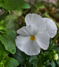 Sirôtka Schweizer Riesen Firnenschnee - Viola wittrockiana - semená - 200 ks