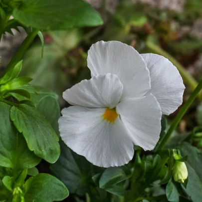 Sirôtka Schweizer Riesen Firnenschnee - Viola wittrockiana - semená - 200 ks