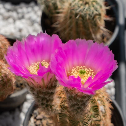 Kaktus - Echinocereus reichenbachii - semená - 8 ks