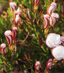 Šťaveľ dvojfarebný - Oxalis versicolor - cibuľoviny - 1 ks