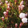 Šťaveľ dvojfarebný - Oxalis versicolor - cibuľoviny - 1 ks