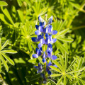 Lupina úzkolistá modrá - Lupinus angustifolia - semená - 20 ks