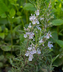 Rozmarín lekársky Rosita - Rosmarinus officinalis - semená - 50 ks