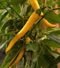 Chilli Kajenské korenie zlaté - Capsicum annuum - semená - 6 ks