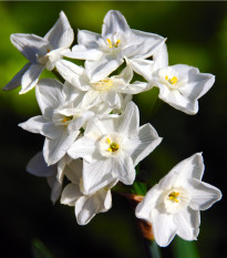 Narcis Paperwhite Ziva - Narcissus - cibuľoviny - 3 ks