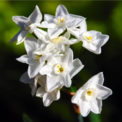 Narcis Paperwhite Ziva - Narcissus - cibuľoviny - 3 ks